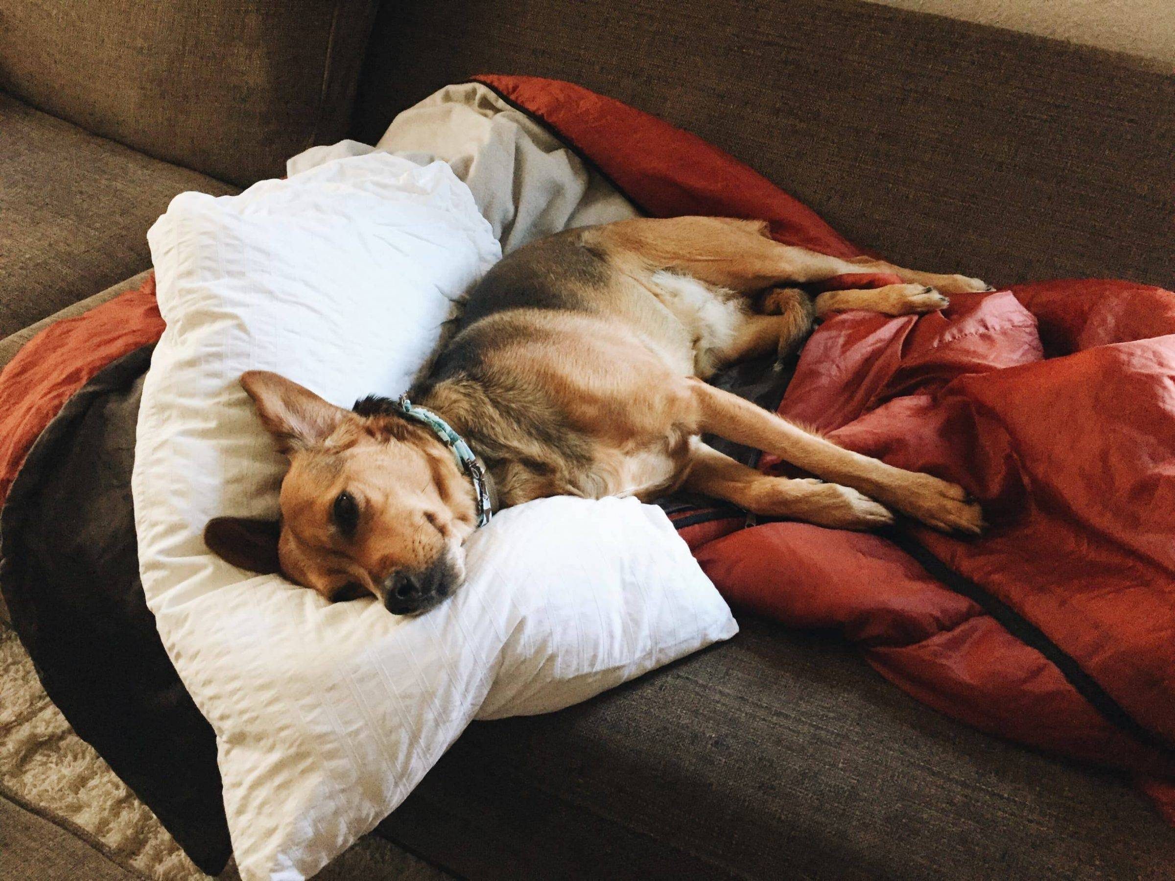 Dog sleeping on a gray sofa with a white pillow and red comforter.