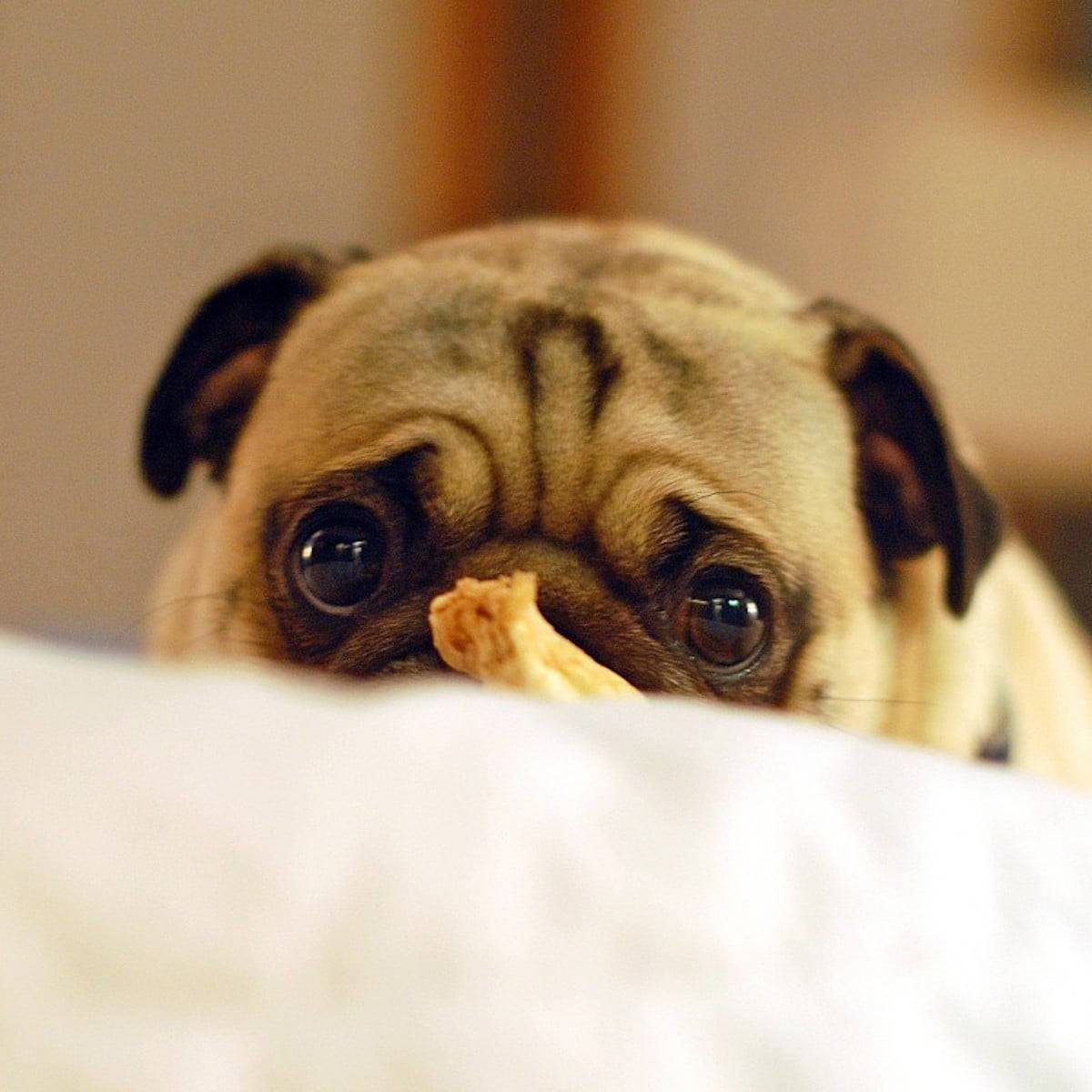 Pug with a bone.